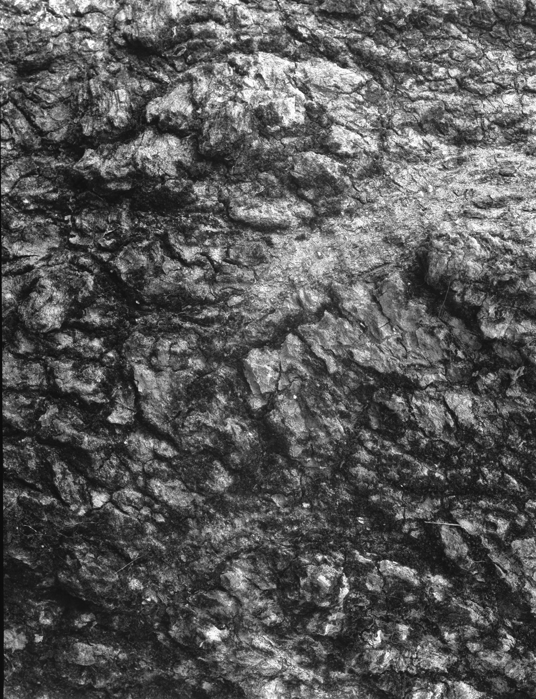 terzo paesaggio, tronco di pioppo