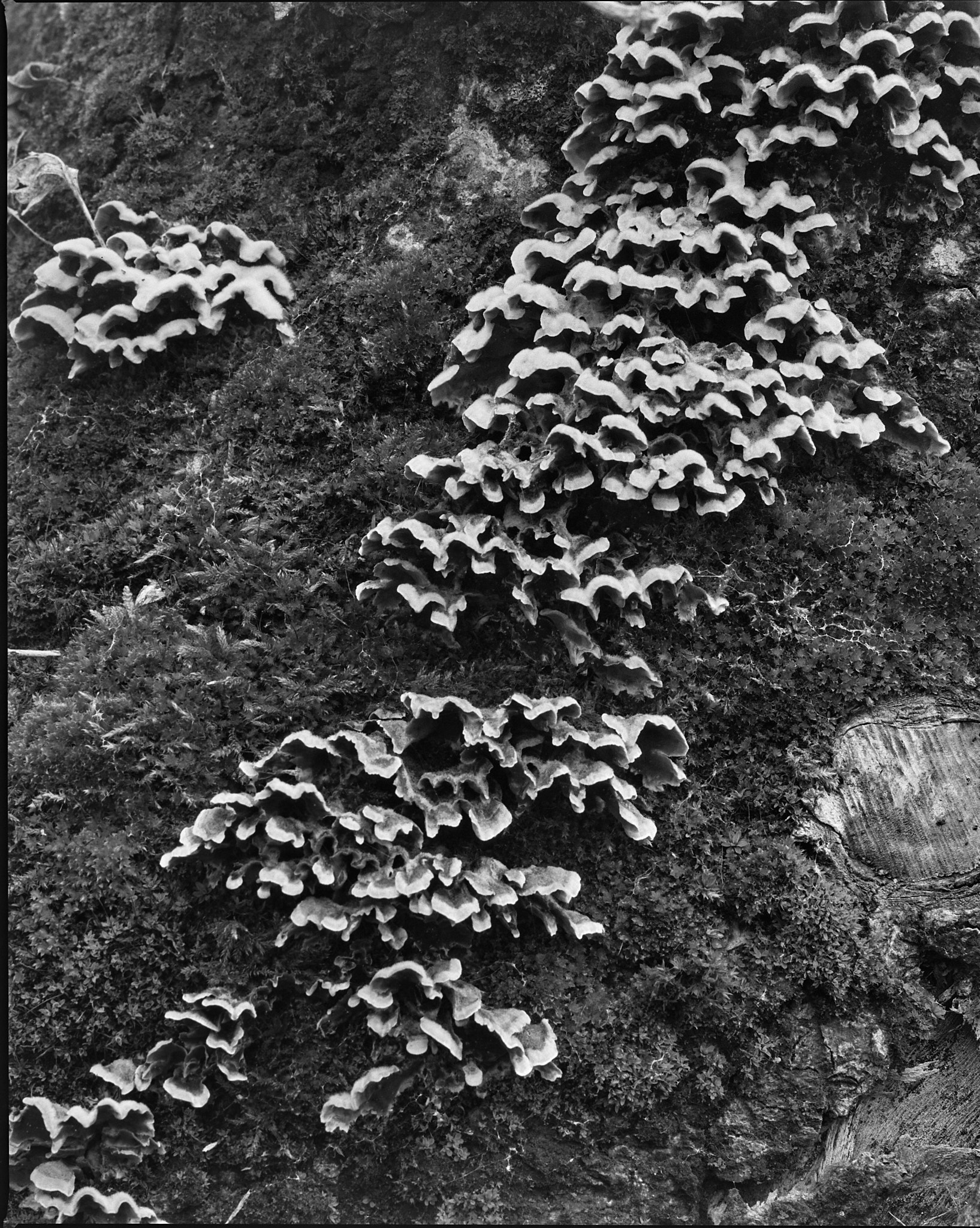 Terzo paesaggio, dettaglio corteccia Acero