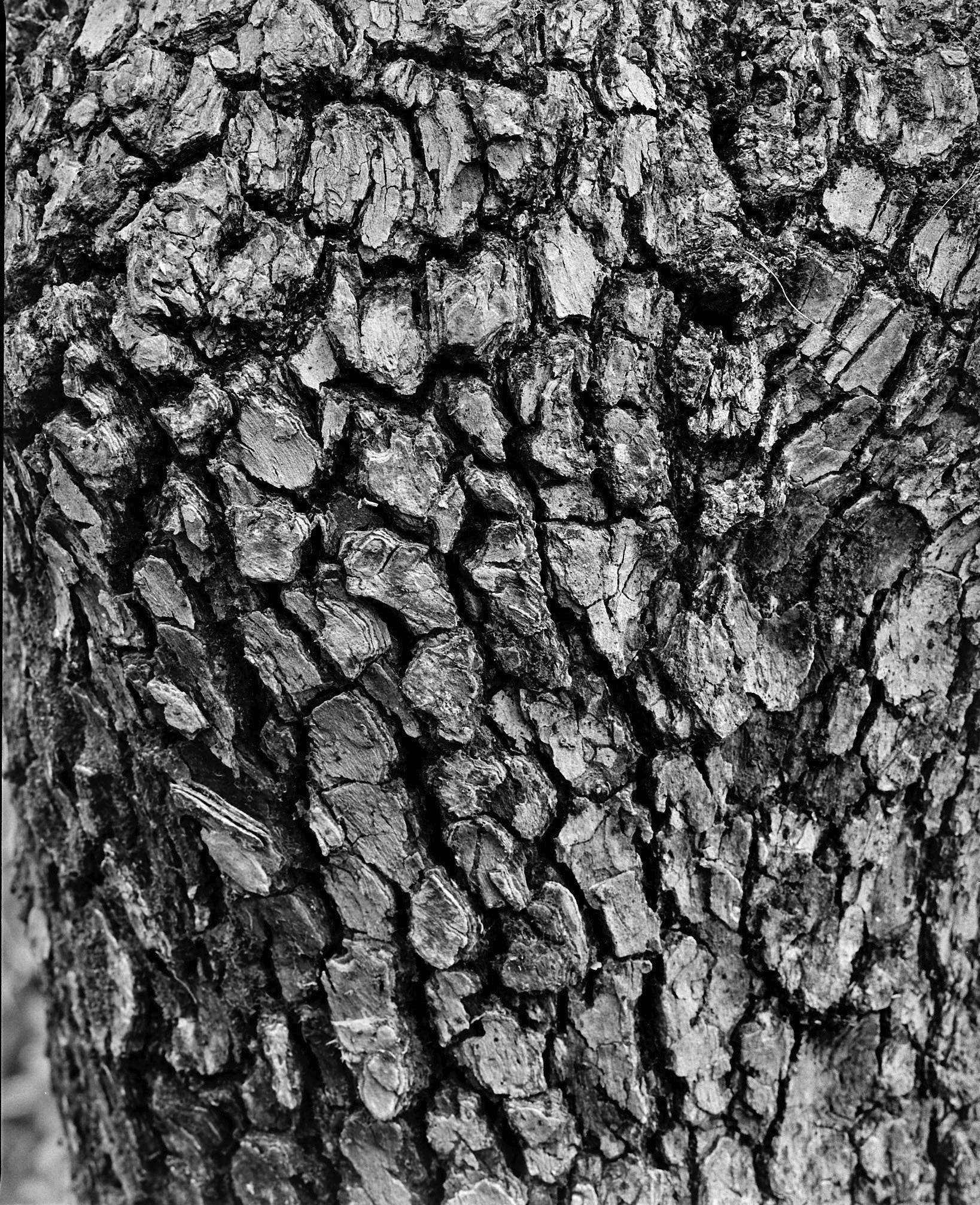 Terzo Paesaggio, corteccia