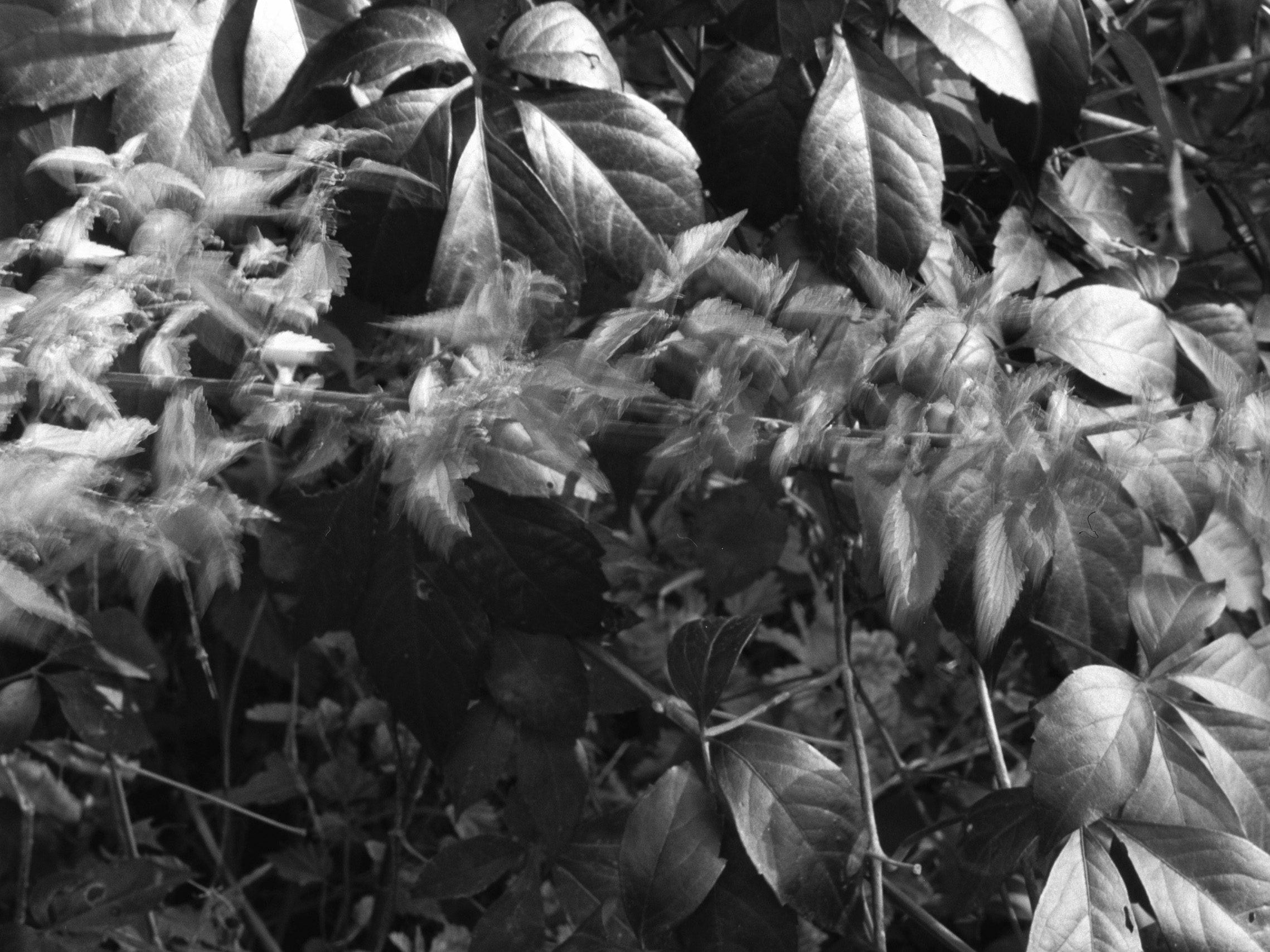 Terzo Paesaggio, Mosso